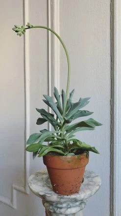 Feng Sway 3” Cacti + Succulent ~ Live Plants