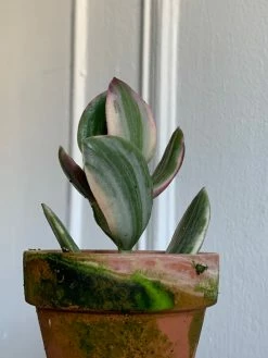 Feng Sway 3” Cacti + Succulent ~ Live Plants