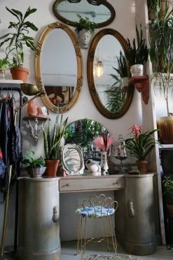 Feng Sway LIVE PLANTS Bromeliad ~ Live Plant