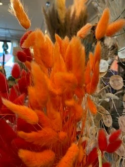 Feng Sway Orange Dried Bunny Tail Grass Bundle