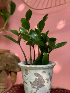 Feng Sway LIVE PLANTS PRE-ORDER ZZ Top ~ Live Plant 11 Feng Sway LIVE PLANTS PRE-ORDER ZZ Top ~ Live Plant