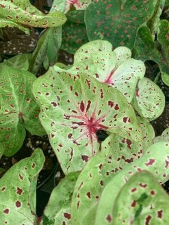FENG SWAY LOCAL PICK UP ONLY Heart Of Jesus Caladium ~ Live Plant