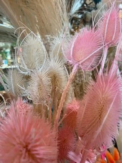 Feng Sway Dried Cardus Flower Stem (2 Colors) DRIED FLORALS + FEATHERS