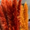 Feng Sway Pampas Grass Bundles DRIED FLORALS + FEATHERS