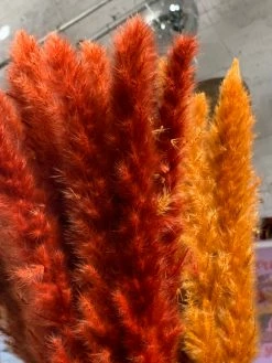 Feng Sway Pampas Grass Bundles DRIED FLORALS + FEATHERS