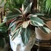 Feng Sway LIVE PLANTS PRE-ORDER Ginger Trio-star ~ Live Plant 2 Feng Sway LIVE PLANTS PRE-ORDER Ginger Trio-star ~ Live Plant