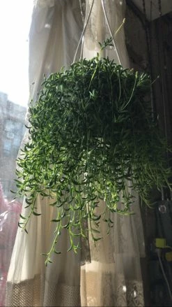 Feng Sway String Of Bananas ~ Live Plant LIVE PLANTS