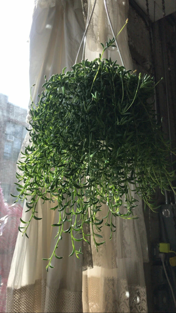 Feng Sway String Of Bananas ~ Live Plant LIVE PLANTS 3 Feng Sway String Of Bananas ~ Live Plant LIVE PLANTS