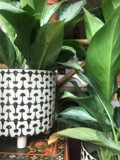 Feng Sway Black + White MCM Footed Pot