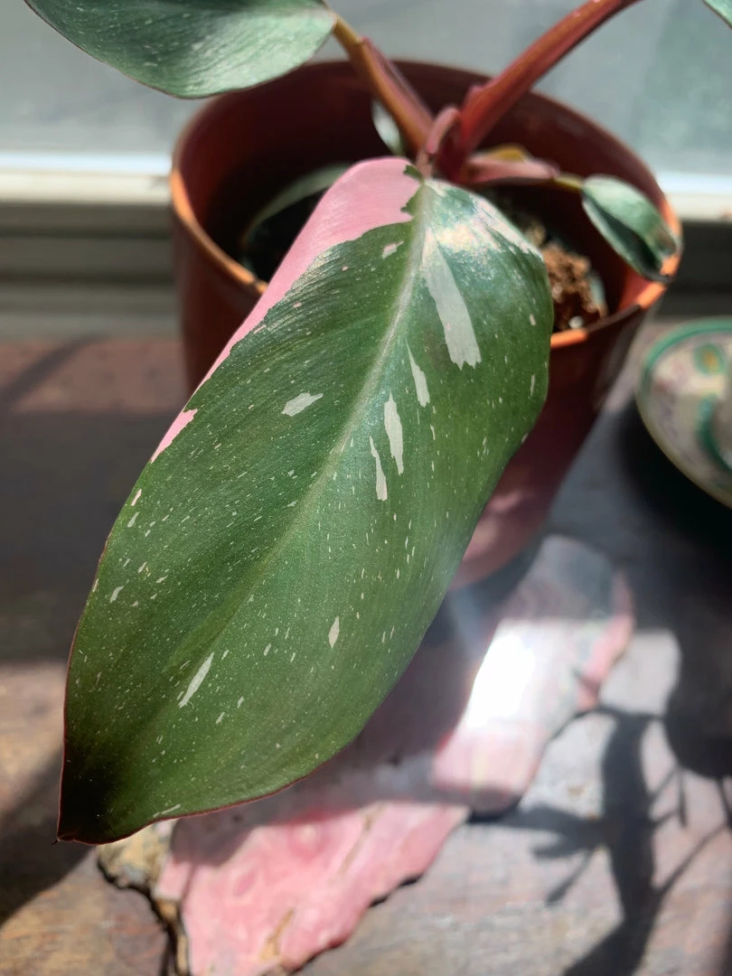 Feng Sway RARE Pink Princess Philodendron ~ Live Plant LIVE PLANTS 4 Feng Sway RARE Pink Princess Philodendron ~ Live Plant LIVE PLANTS