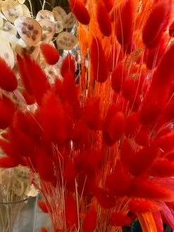 Feng Sway Red Dried Bunny Tail Grass Bundle DRIED FLORALS + FEATHERS