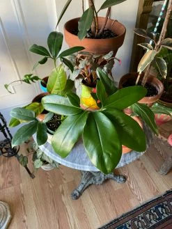 Feng Sway PICK UP ONLY RARE Philodendron Goeldii ~ Live Plant LIVE PLANTS