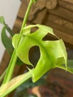 FENG SWAY RARE Philodendron Minima ~Live Plant