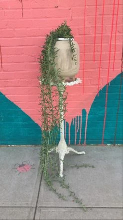 Feng Sway LIVE PLANTS PRE-ORDER String Of Fish Hooks ~ Live Plant