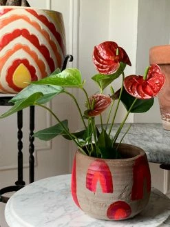 FENG SWAY PRE-ORDER Flamingo Anthurium ~ Live Plant LIVE PLANTS