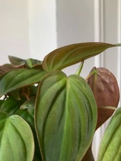 Feng Sway LIVE PLANTS RARE Red Velvet Philodendron Mican ~ Live Plant