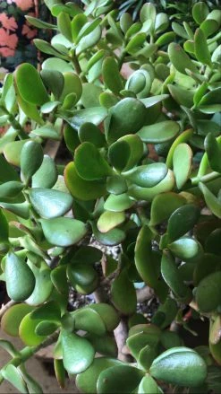 Feng Sway AVAILABLE FOR PICK UP- Large 10" Red Tip Jade ~ Live Plant