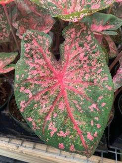 FENG SWAY LOCAL PICK UP ONLY Heart Of Jesus Caladium ~ Live Plant