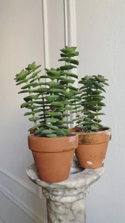 Feng Sway 3” Cacti + Succulent ~ Live Plants