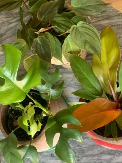 FENG SWAY RARE Philodendron Minima ~Live Plant