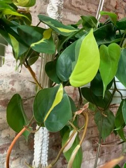 Feng Sway PRE-ORDER Philodendron Brasil ~ Live Plant LIVE PLANTS