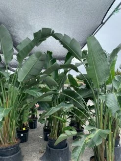 FENG SWAY PRE-ORDER FOR PICK UP 10”-14” Bird Of Paradise ~ Live Plant