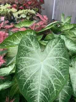 FENG SWAY LOCAL PICK UP ONLY Heart Of Jesus Caladium ~ Live Plant