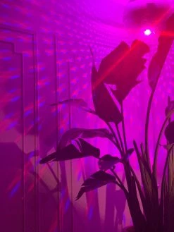 Feng Sway FUN Garden Disco Ball