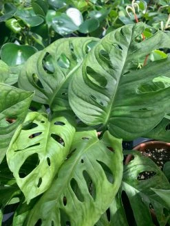 FENG SWAY LIVE PLANTS PRE-ORDER Swiss Cheese Vine ~ Live Plant