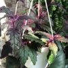 Feng Sway LIVE PLANTS PRE-ORDER Purple Passion ~ Live Plant