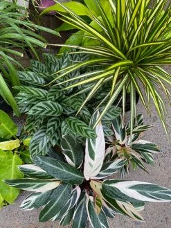 FENG SWAY LIVE PLANTS PRE-ORDER FOR PICK-UP Dracena 'Dragon' Tree ~ Live Plant