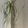 FENG SWAY LIVE PLANTS AVAILABLE FOR PICK UP Pony Tail Palm ~ Live Plant