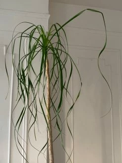 FENG SWAY LIVE PLANTS AVAILABLE FOR PICK UP Pony Tail Palm ~ Live Plant