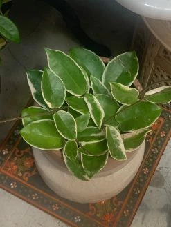 Feng Sway PRE-ORDER Hoya Carnosa ~ Live Plant LIVE PLANTS