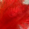 Feng Sway DRIED FLORALS + FEATHERS Red Ostrich Feathers