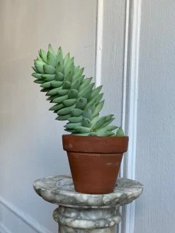 Feng Sway 3” Cacti + Succulent ~ Live Plants