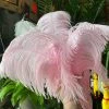 Feng Sway Large Pink Ostrich Feather DRIED FLORALS + FEATHERS