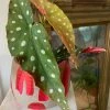 Feng Sway RARE Angel Wing Begonia ~ Live Plant