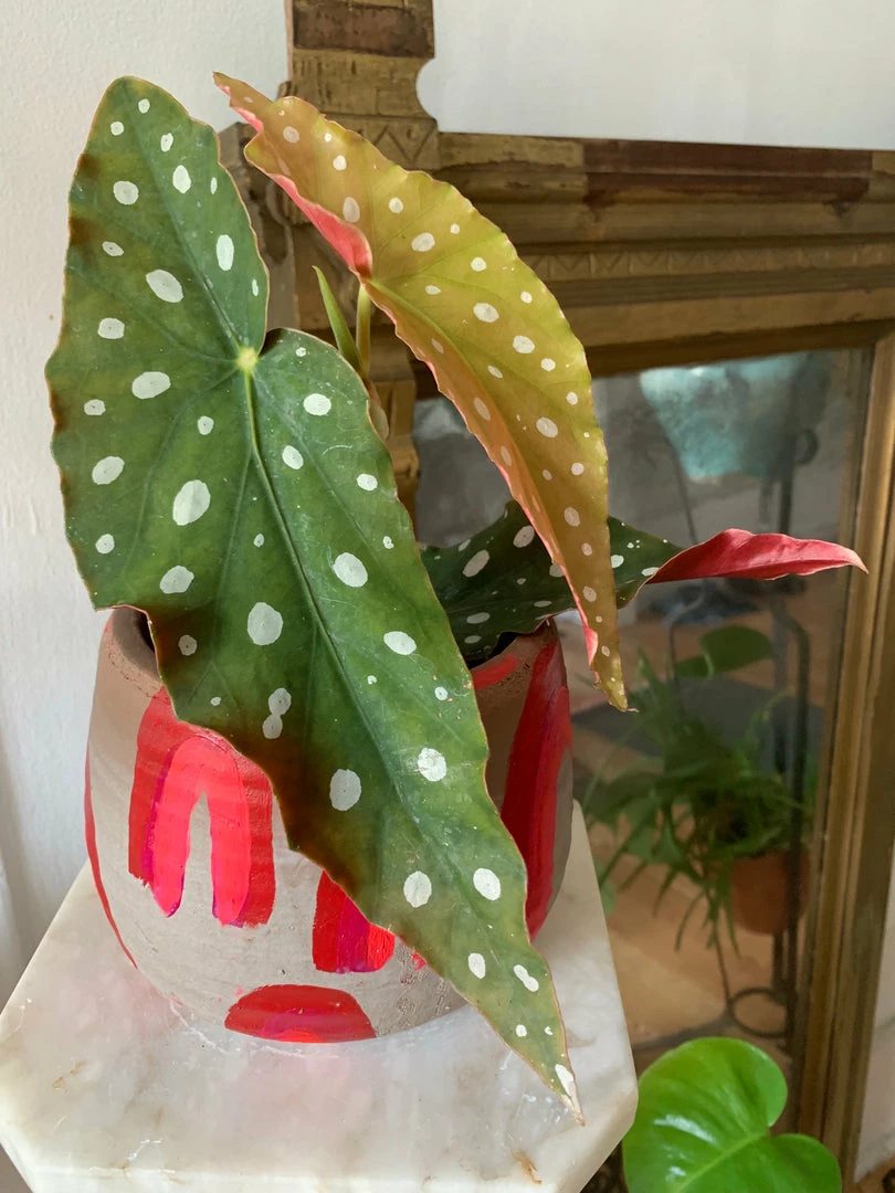 Feng Sway RARE Angel Wing Begonia ~ Live Plant 3 Feng Sway RARE Angel Wing Begonia ~ Live Plant