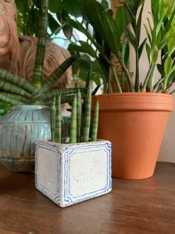 Feng Sway LIVE PLANTS Snake ~ Live Plant