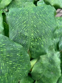 Feng Sway Calathea Network ~ RARE LIVE PLANT LIVE PLANTS