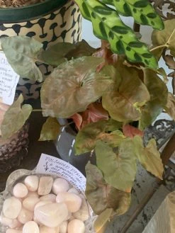 Feng Sway LIVE PLANTS PRE-ORDER Arrowhead ~ Live Plant