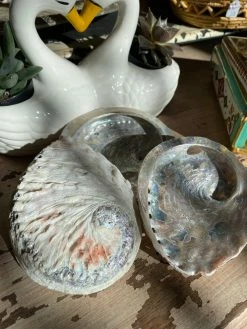 Feng Sway Exclusive Abalone Seashell SELF CARE