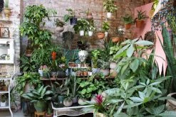 FENG SWAY LIVE PLANTS PRE-ORDER Braided Money Tree ~ Live Plant