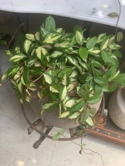 Feng Sway PRE-ORDER Hoya Carnosa ~ Live Plant LIVE PLANTS