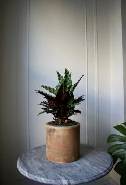 Feng Sway PRE-ORDER Rattlesnake Calathea ~ Live Plant LIVE PLANTS