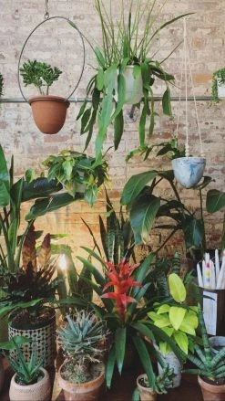 Feng Sway LIVE PLANTS Snake ~ Live Plant