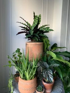 Feng Sway PRE-ORDER Rattlesnake Calathea ~ Live Plant LIVE PLANTS