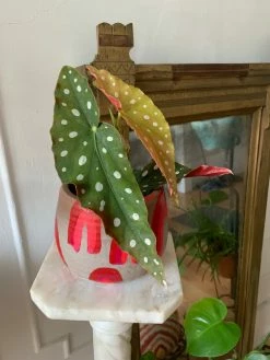 Feng Sway RARE Angel Wing Begonia ~ Live Plant