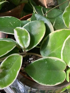 Feng Sway PRE-ORDER Hoya Carnosa ~ Live Plant LIVE PLANTS